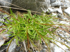 Campanula cespitosa
