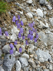 Campanula cespitosa