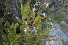 Cyphia sylvatica