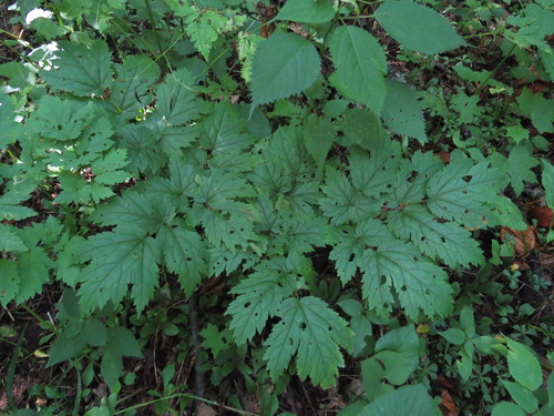 Image of Mountain Black Cohosh (Actaea podocarpa) by (c) Evan M. Raskin, some rights reserved (CC BY)