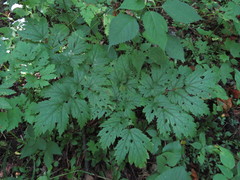 Actaea podocarpa