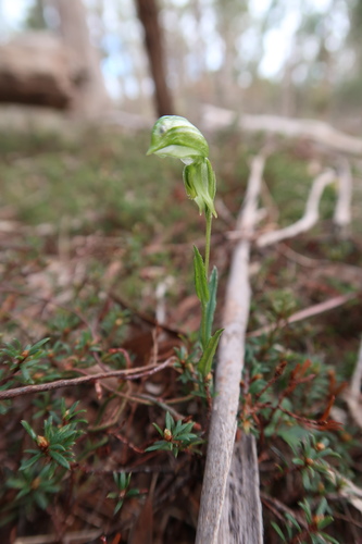 Image of Pterostylis stenochila by no rights reserved