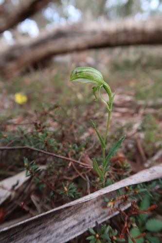 Image of Pterostylis stenochila by no rights reserved