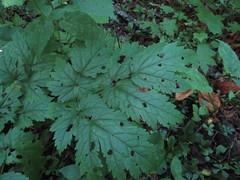 Actaea podocarpa