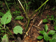 Actaea podocarpa
