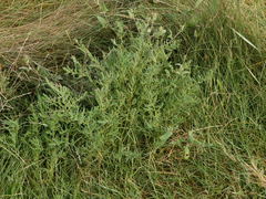 Suaeda albescens