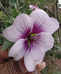 Malva subovata bicolor
