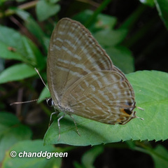 Jamides alecto alocina