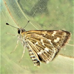 Taractrocera maevius