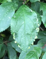 Eriophyes similis