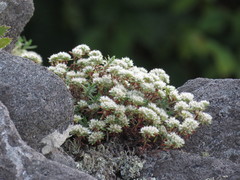 Paronychia argyrocoma
