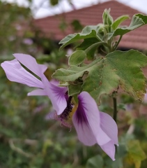 Malva subovata bicolor