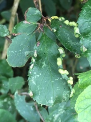 Eriophyes similis