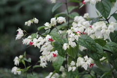 Clerodendrum thomsoniae