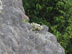 Paronychia argyrocoma