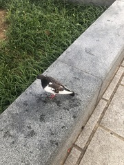 Columba livia domestica