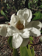 Magnolia doltsopa