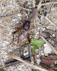 Teleogryllus mitratus