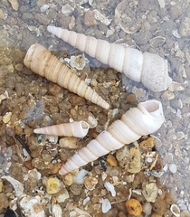 Turritella