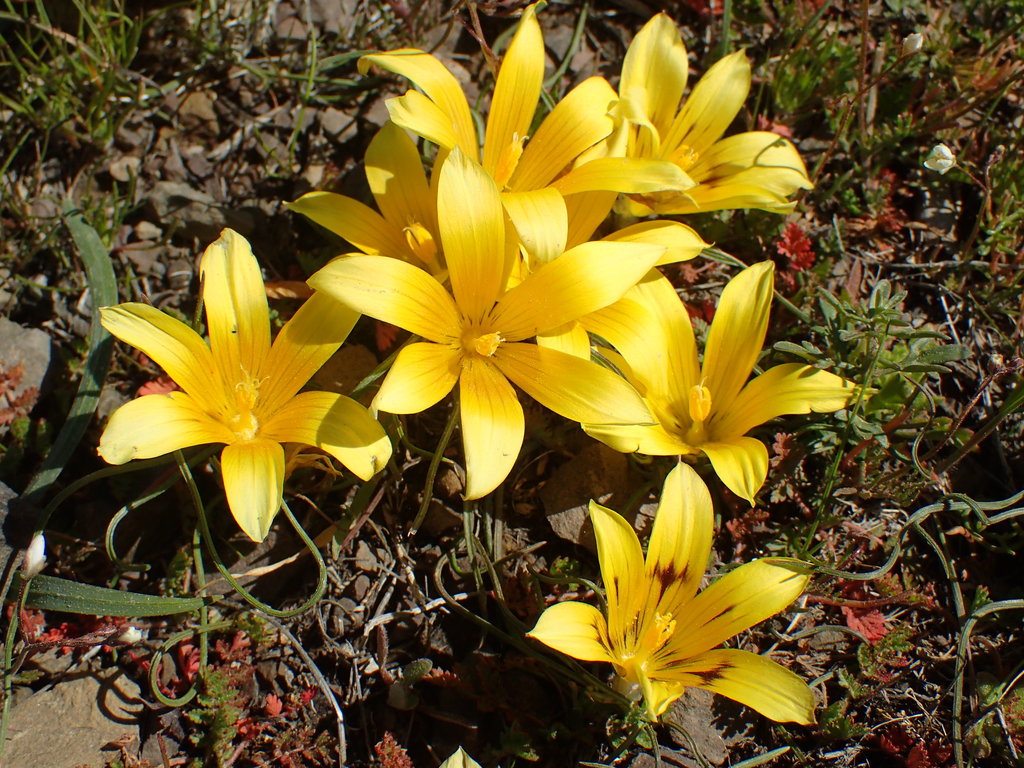 Romulea tortuosa, Namakwa, South Africa