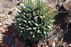 Machairophyllum albidum