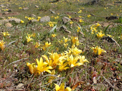 Romulea tortuosa