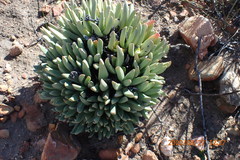 Machairophyllum albidum