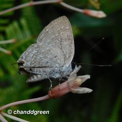 Sinthusa chandrana