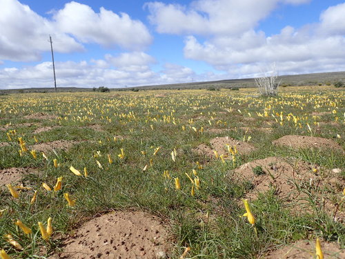 Romulea tortuosa