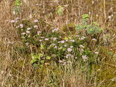 Iberis procumbens