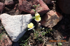 Nemesia anisocarpa