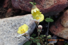 Nemesia anisocarpa