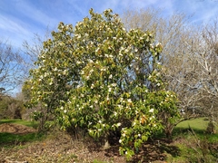 Magnolia doltsopa