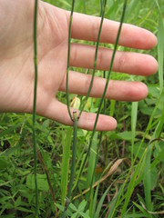 Equisetum × moorei
