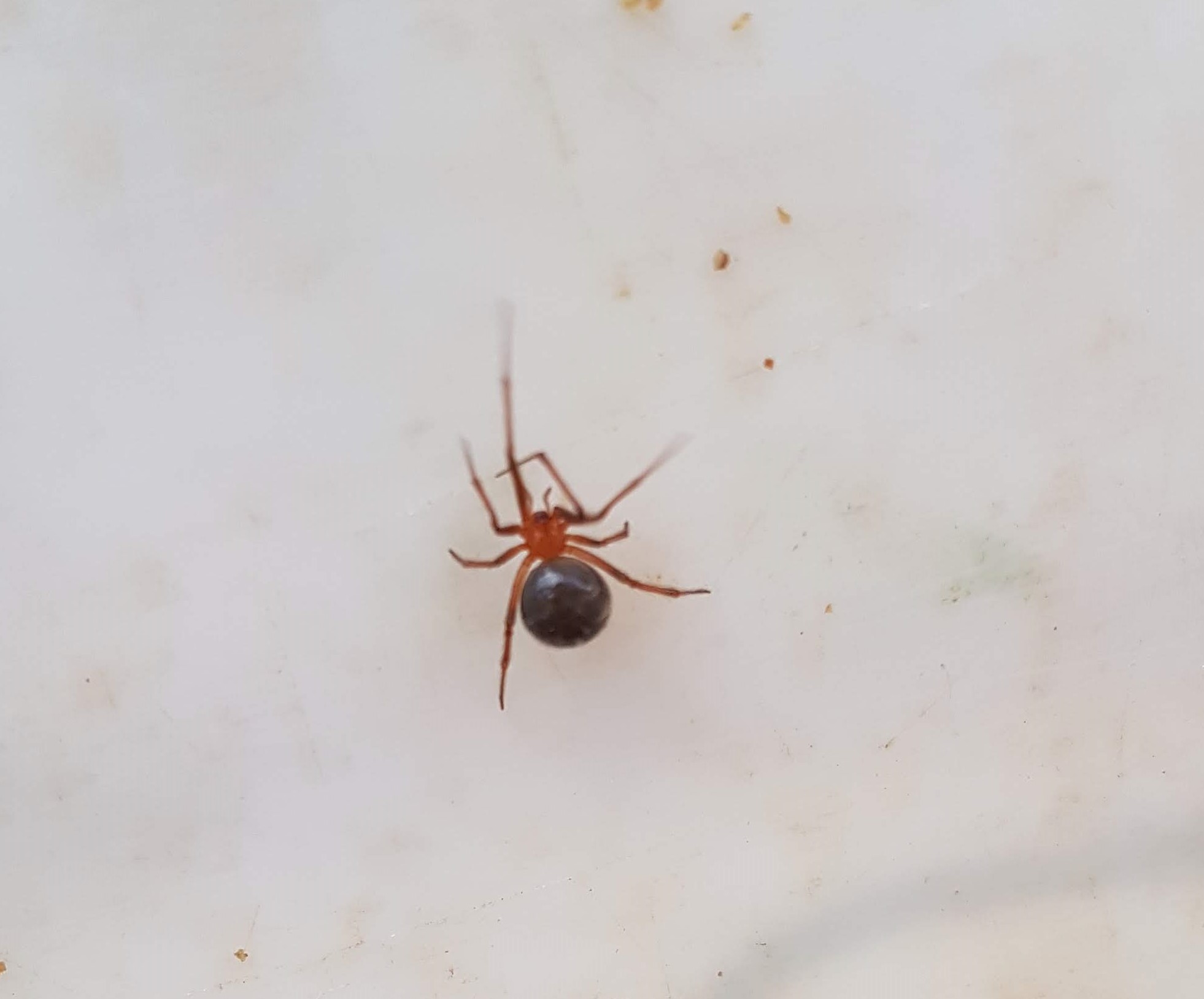 Araña casera roja