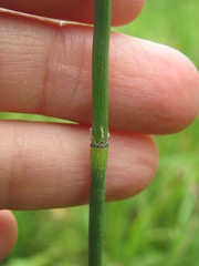 Equisetum × moorei