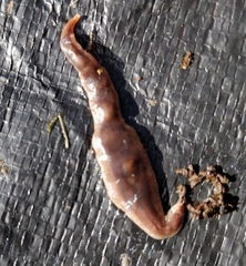 Arthurdendyus triangulatus