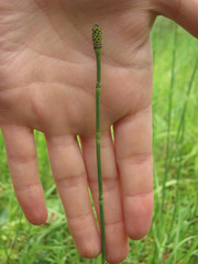 Equisetum × moorei