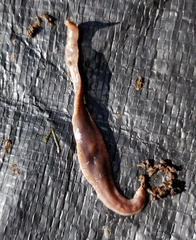 Arthurdendyus triangulatus