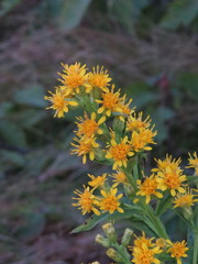 Solidago glomerata