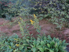 Solidago glomerata