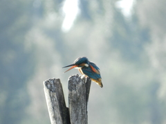 Alcedo atthis