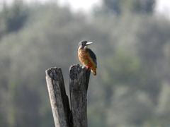 Alcedo atthis