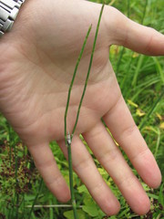 Equisetum × moorei