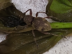 Metapocyrtus adspersus