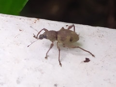 Metapocyrtus adspersus