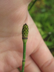 Equisetum × moorei