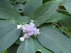 Hydrangea involucrata