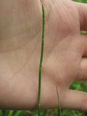 Equisetum × moorei