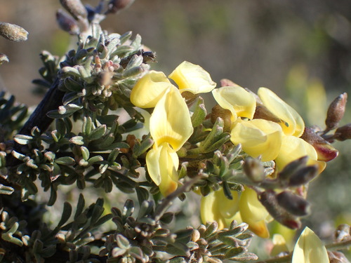 Image of Wiborgia sericea by (c) Mahomed Desai, some rights reserved (CC BY)